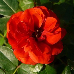 薔薇