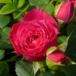 薔薇