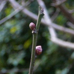 梅の花芽