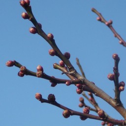 梅の花芽