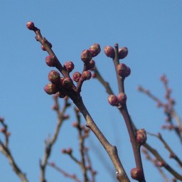 梅の花芽