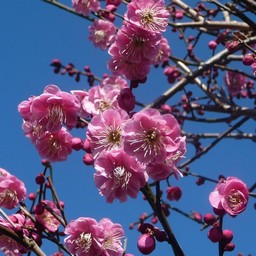 梅