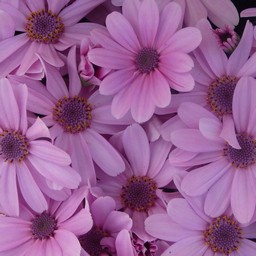 ピンクの花