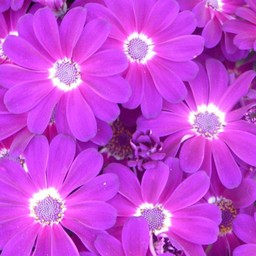 ピンクの花