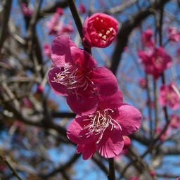 越谷市・梅園