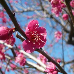 越谷市・梅園