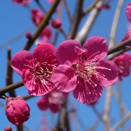 越谷市・梅園