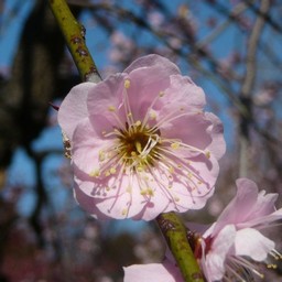 越谷市・梅園