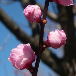 越谷市・梅園