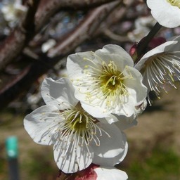 越谷市・梅園