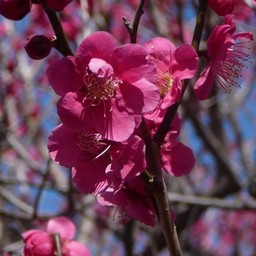 越谷市・梅園