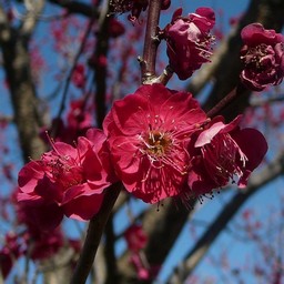 越谷市・梅園