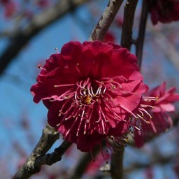 越谷市・梅園