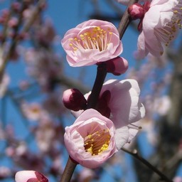 越谷市・梅園