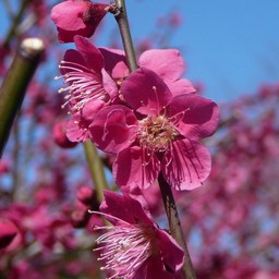 越谷市・梅園