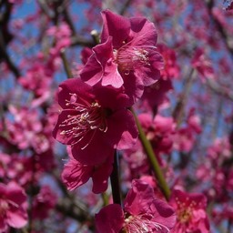 越谷市・梅園