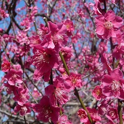 越谷市・梅園