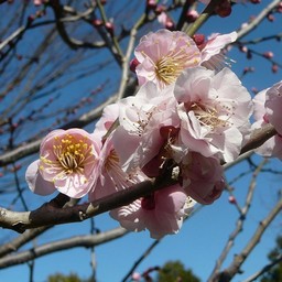 越谷市・梅園
