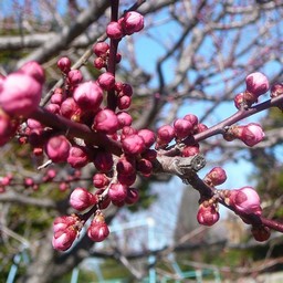 越谷市・梅園