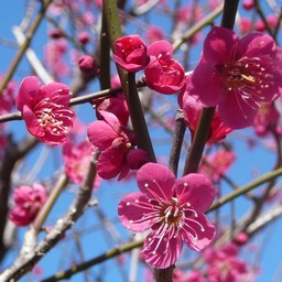 越谷市・梅園