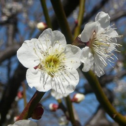 越谷市・梅園
