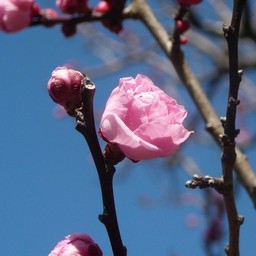 越谷市・梅園