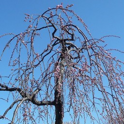 越谷市・梅園
