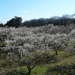 越谷市・梅園