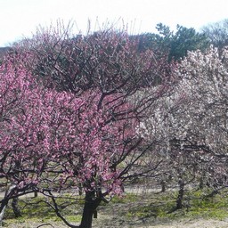 越谷市・梅園