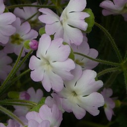 雲南桜草