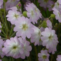 雲南桜草