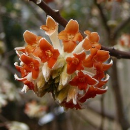 赤花ミツマタ