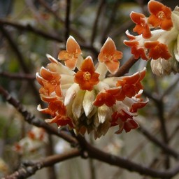 赤花ミツマタ