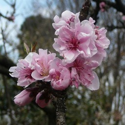 桃