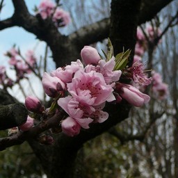 桃