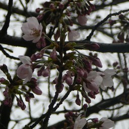 桜