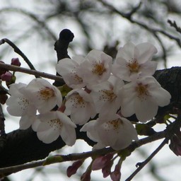桜