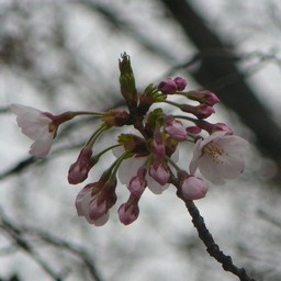 桜