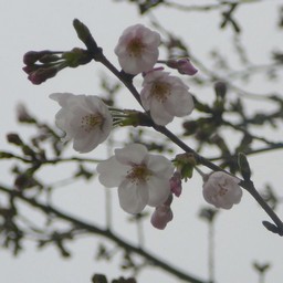 桜