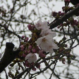 桜