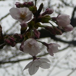 桜