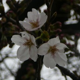 桜