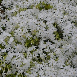 芝桜(白)
