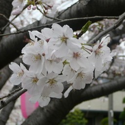 桜