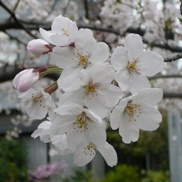 桜