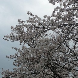 桜