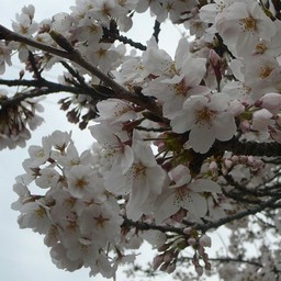 桜