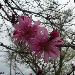ピンクの花