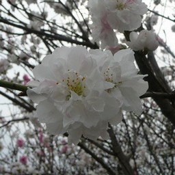 桃
