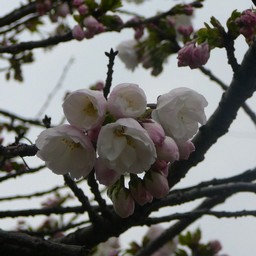 桃